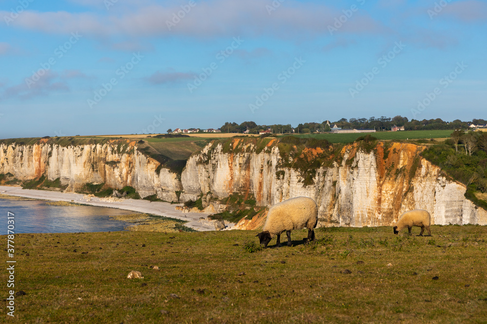 Φωτογραφία A single sheep grazing above the chalk cliffs of the normandy coastline