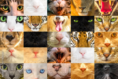 Collage textures of cat faces and dogs and big felines for printing postcards or surgical face masks for covid-19 coronavirus.