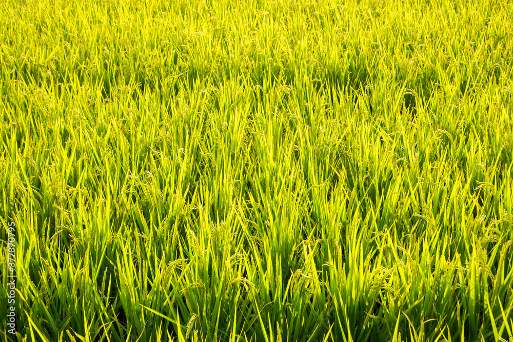 golden ripe rice farm