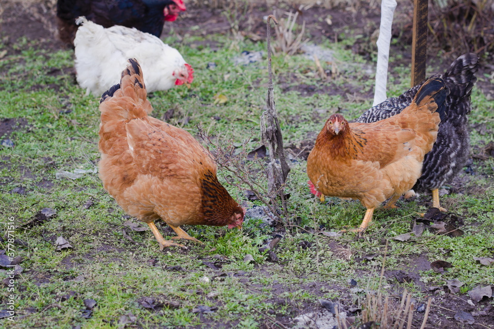 Fototapeta premium Hens feeding with corns in the poultry yard