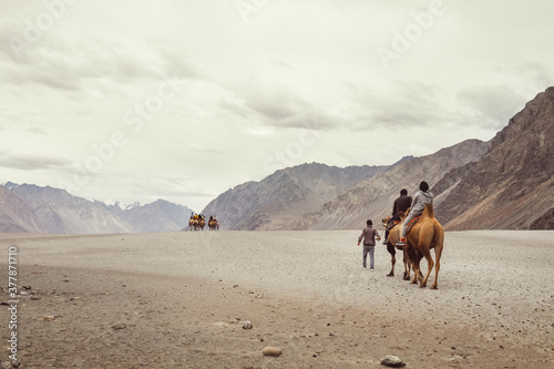 Little Caravan of camels goes to the mountain desert travel