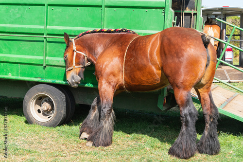 Photos A Brabant draft horse rubbing its head against a wagon