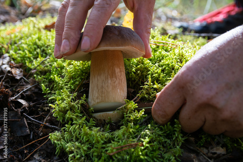 Woman cutting mushroom on forest.