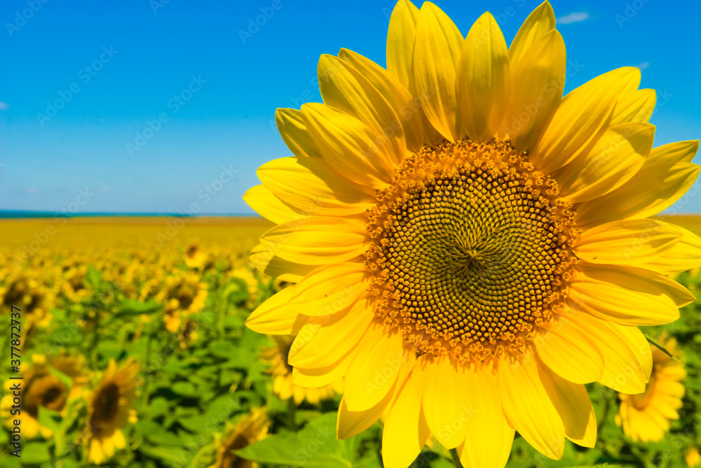 Fototapeta premium Summer Field with Sunflowers