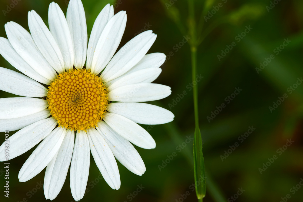 white Daisy close-up on a green background white Daisy close-up on a green background