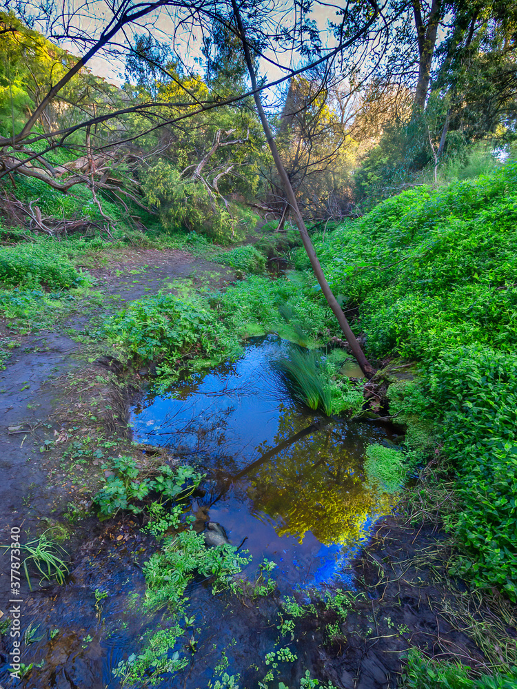 Fototapeta premium Boggy Creek vert
