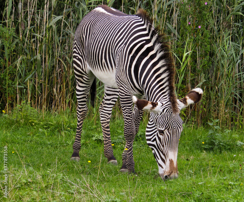 Young Zebra Grazing