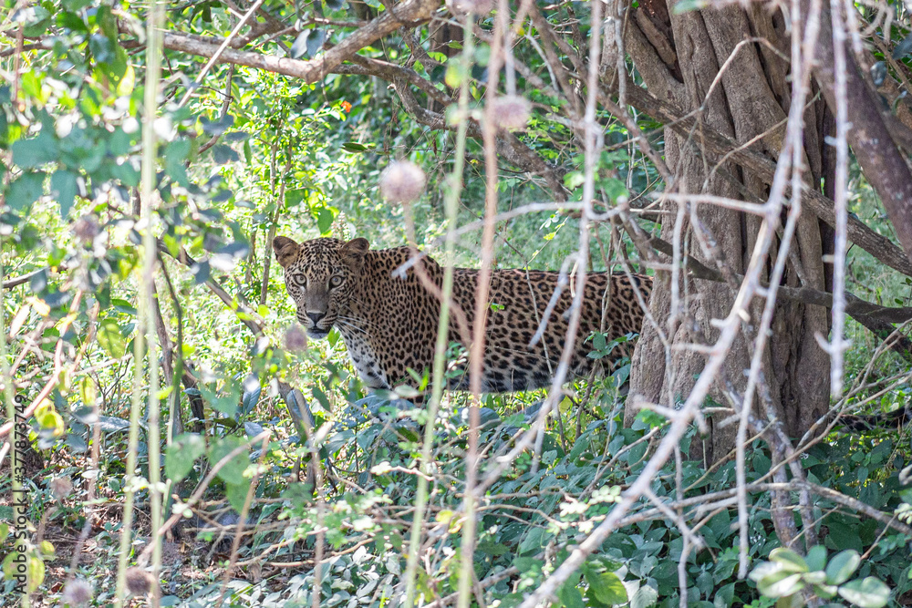 Leopard Shrilanka Yala Sumer Nature Leopard Shrilanka Yala Sumer Nature
