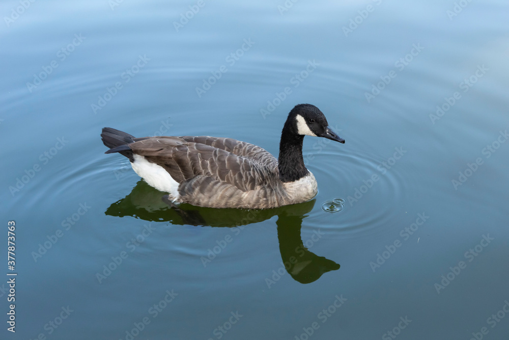 Fototapeta premium A beautiful duck with black and gray plumage is swimming in the blue lake.
