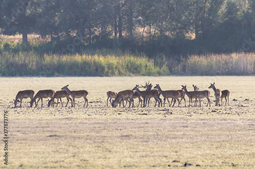 A male deer with his herd of female deer in the process of bellowing during mating season. Marismas del Rocio Natural Park in Donana National Park at sunset