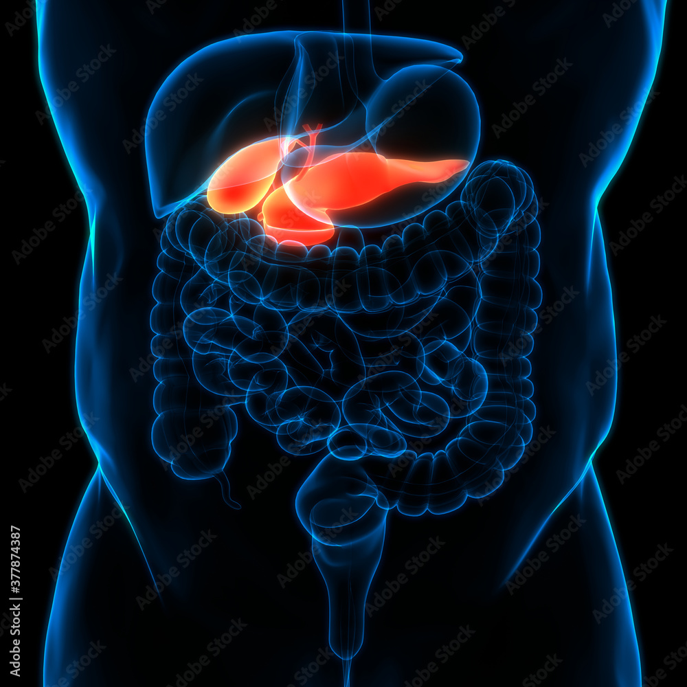 Human Internal Organs Pancreas with Gallbladder Anatomy Stock ...