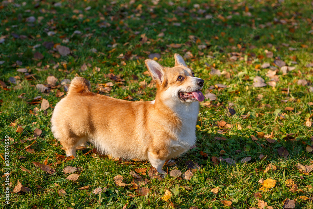 One Pembroke Welsh Corgi dog stands with its tongue out against the green grass