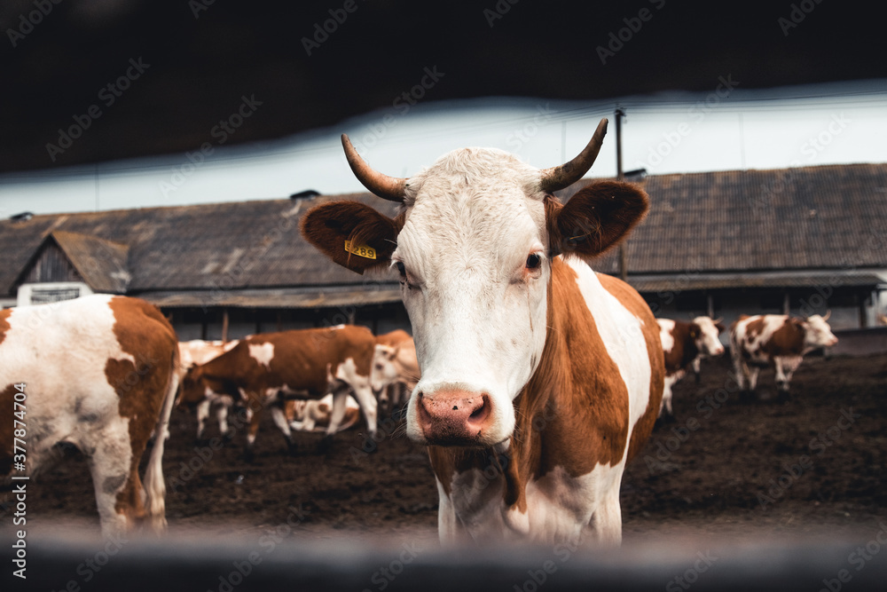 Cows on the form. Milk production. Household animals. Cows on the form. Milk production. Household animals.