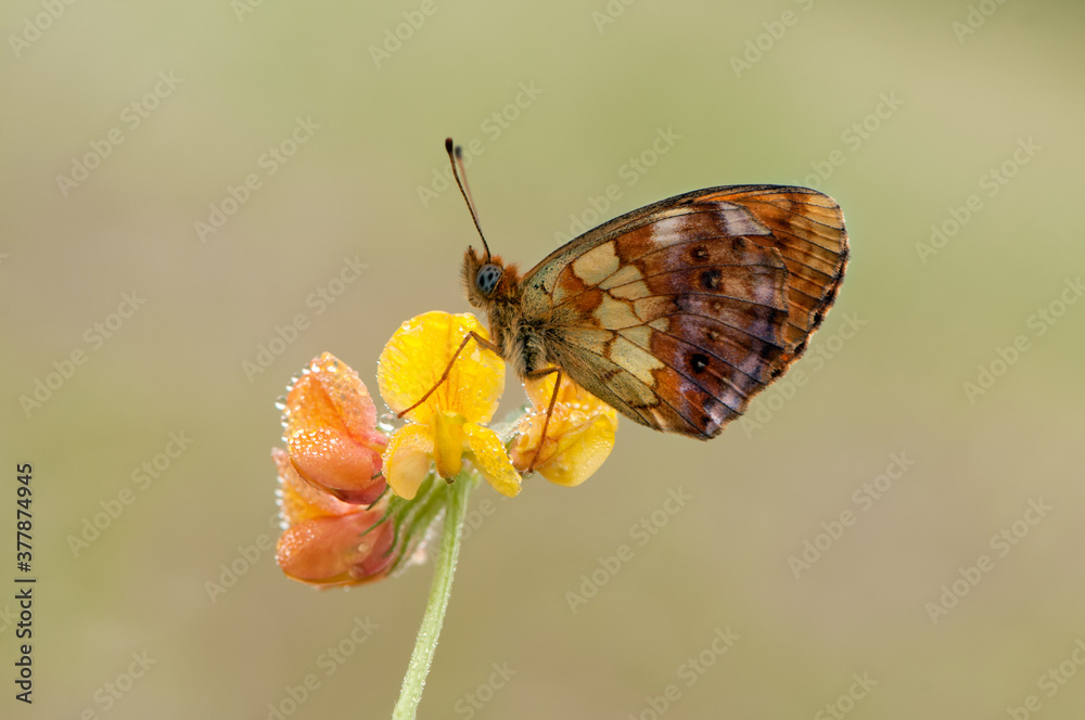 Fototapeta premium Brentis Daphne butterfly in the early on a summer morning on a flower