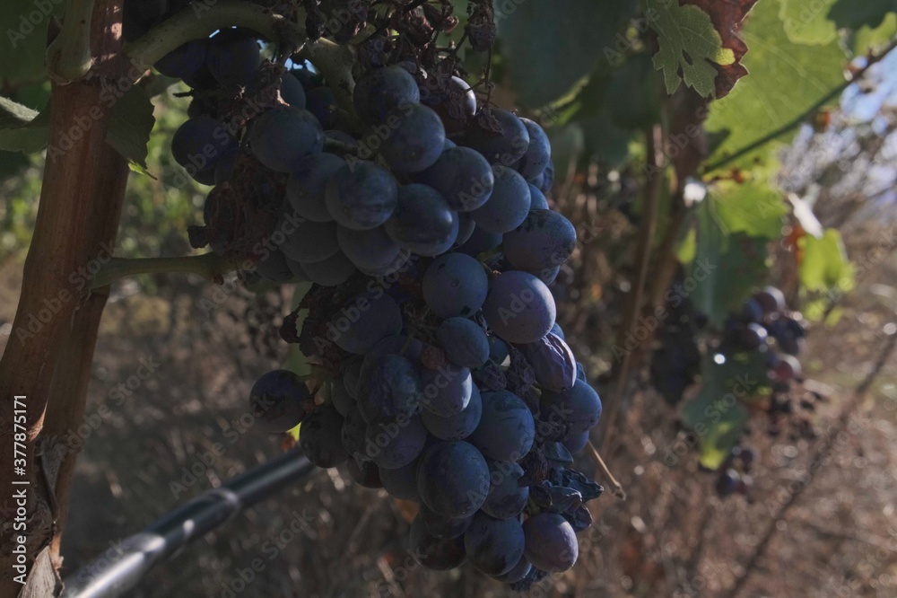 Fototapeta premium Purple grapes in a vineyard