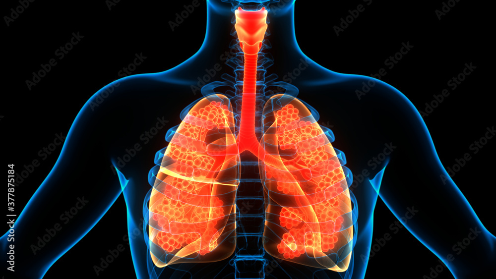 Human Respiratory System Lungs with Alveoli Anatomy Stock Illustration ...