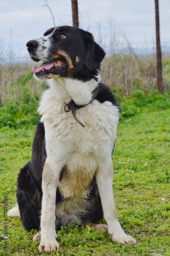 Happy black and white dog at the park Happy black and white dog at the park