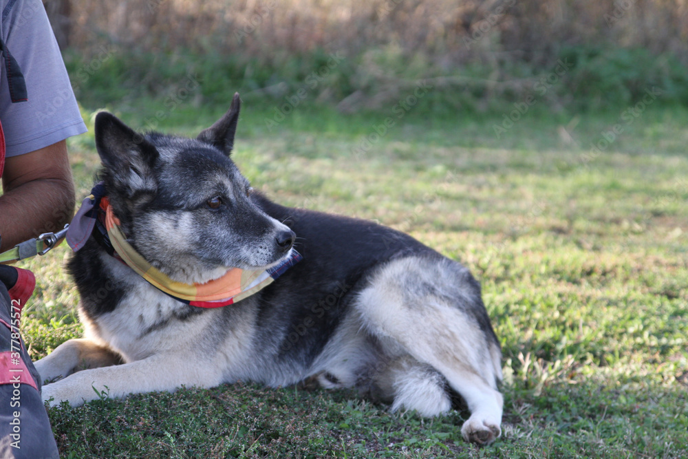 Naklejka premium Old black and white dog with colorful scarf out for a day in the park, lying on a field of grass next to a person.