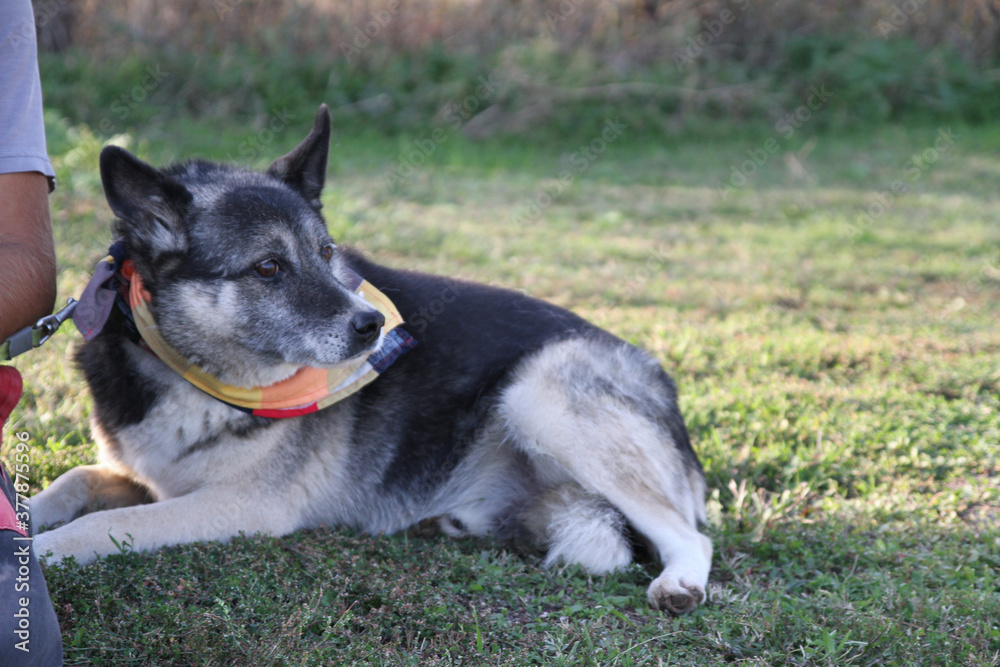 Old black and white dog with colorful scarf out for a day in the park, lying on a field of grass next to a person.