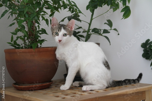 Slika na platnu White three legged cat next to green plant