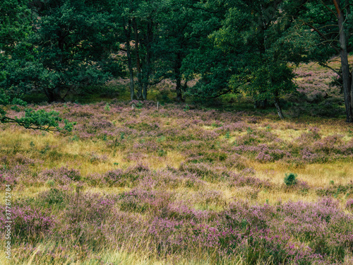 Impressions from the Fischbeker Heide near Hamburg