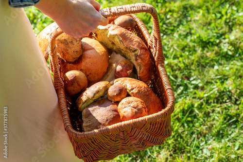 Basket of wild mushrooms freshly picked from the local forest