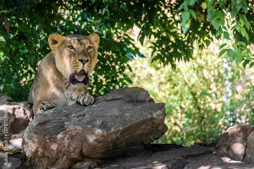 A young female lion in the Frankfurt zoo, roaring in his outdoor enclosure at a sunny day in summer.