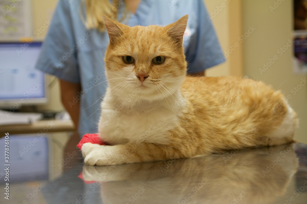 Orange and white male cat getting checked by a veterinarian. 