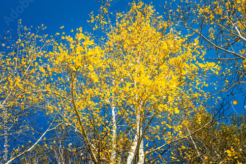 Birches with yellow leaves in warm autumn day on the hillside. Autumn landscape.