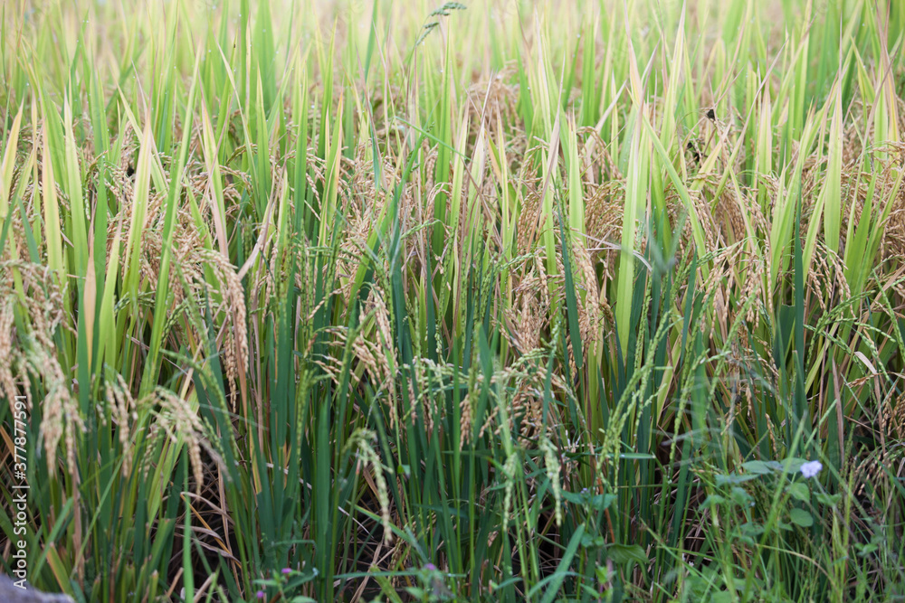 Rice terraces of Sapa, Vietnam Rice terraces of Sapa, Vietnam