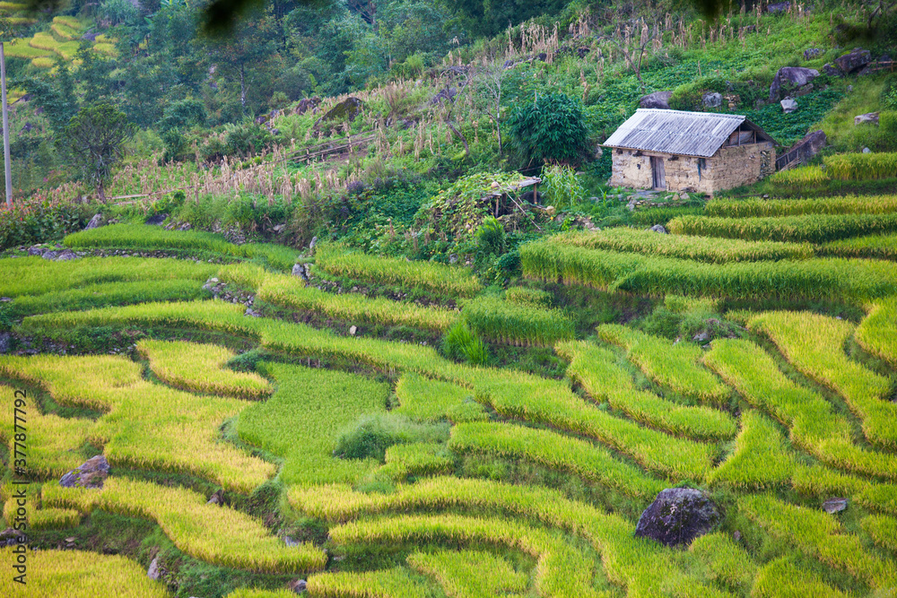 Rice terraces of Sapa, Vietnam