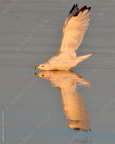 An adult Ring-billed Gull stretches its wings in the warm glow of sunrise.  photo