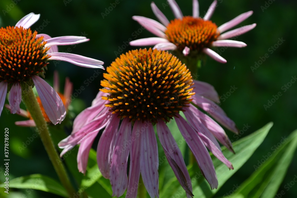 
Echinacea flower.