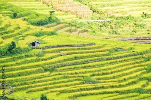 Rice fields on terraced of Mu Cang Chai, YenBai, Vietnam. Rice fields prepare the harvest at Northwest Vietnam.Vietnam landscapes © binhdd