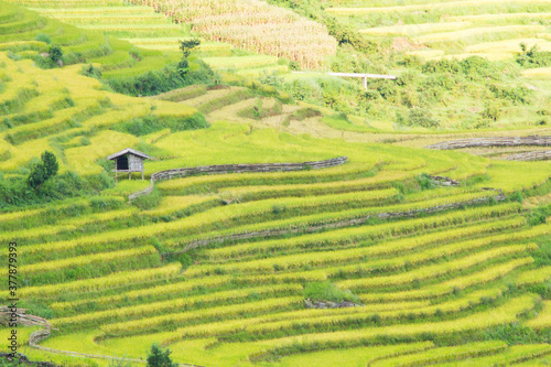 Rice fields on terraced of Mu Cang Chai  YenBai  Vietnam. Rice fields prepare the harvest at Northwest Vietnam.Vietnam landscapes