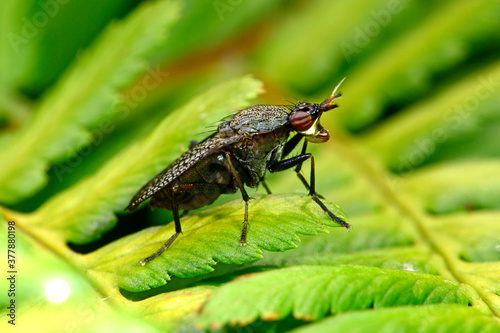 Melierte Schneckenfliege (Coremacera marginata) - snail-killing fly photo