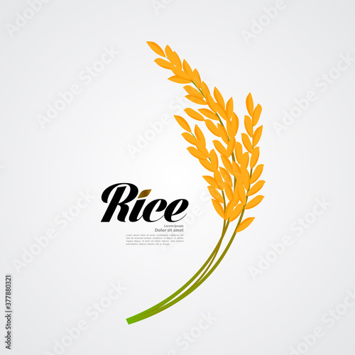 Premium Rice great quality design concept  vector.