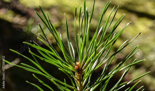 needles of a young spruce in a coniferous forest in the sun.