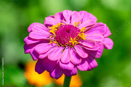 flower in the garden