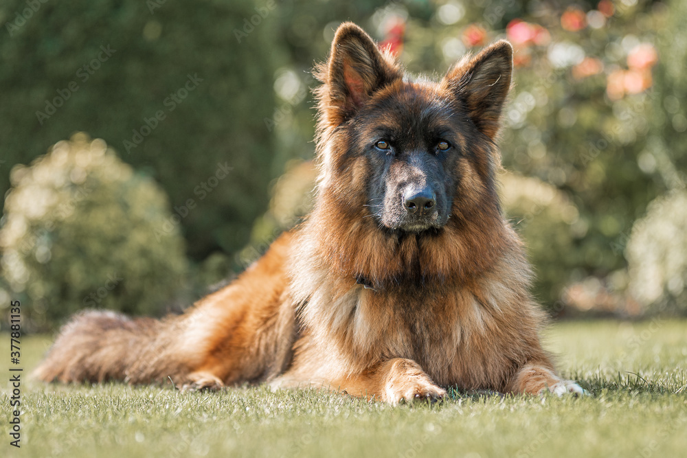 Dog, German shepherd lies in the autumn lawn - obrazy, fototapety, plakaty 
