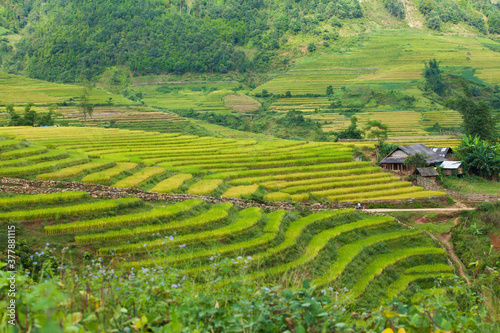 Rice fields on terraced of Mu Cang Chai  YenBai  Vietnam. Rice fields prepare the harvest at Northwest Vietnam.Vietnam landscapes
