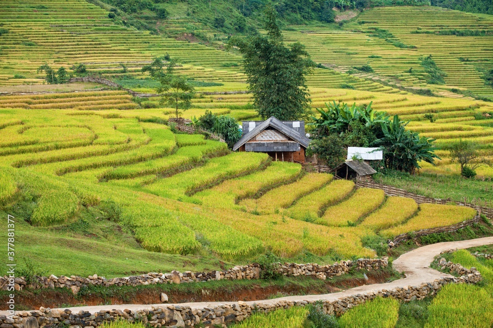 Rice fields on terraced of Mu Cang Chai, YenBai, Vietnam. Rice fields prepare the harvest at Northwest Vietnam.Vietnam landscapes Rice fields on terraced of Mu Cang Chai, YenBai, Vietnam. Rice fields prepare the harvest at Northwest Vietnam.Vietnam landscapes