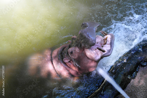Hippopotamus opening mouth in pond water outdoors