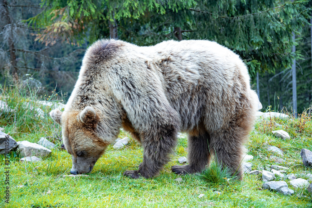Brown bear in the forest. A bear looking for food in its natural environment.