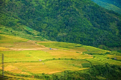 Rice fields on terraced of Mu Cang Chai, YenBai, Vietnam. Rice fields prepare the harvest at Northwest Vietnam.Vietnam landscapes © binhdd
