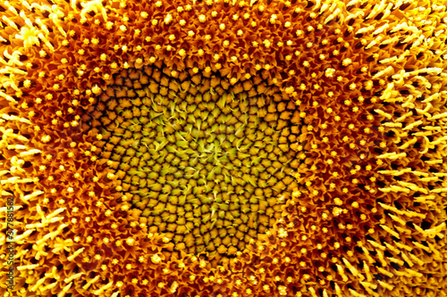 Sunflower blooming  close up petals texture macro detail  organic background