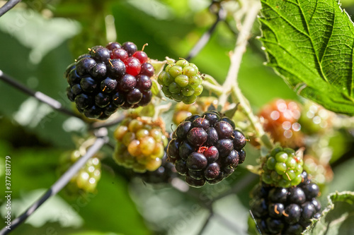 Closeup of a bramble bush growing delicious wild blackberries