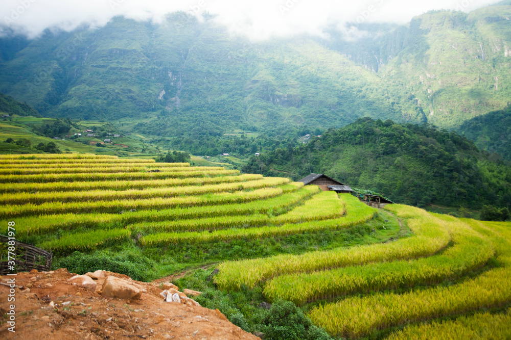 Amazing landscape in Northwest Vietnam. Terraced fields in Ta Xua, Bac Yen, Son La province, Vietnam. At an altitude of 2000m above sea level, this place is also known by the name: Clouds Paradise.