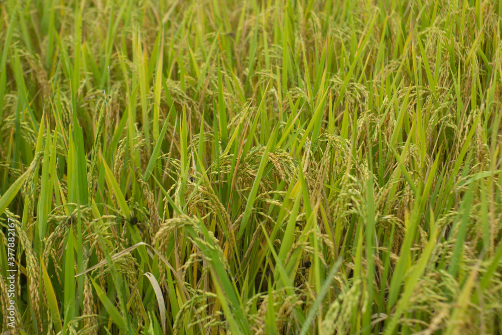 Amazing landscape in Northwest Vietnam. Terraced fields in Ta Xua, Bac Yen, Son La province, Vietnam. At an altitude of 2000m above sea level, this place is also known by the name: Clouds Paradise. Amazing landscape in Northwest Vietnam. Terraced fields in Ta Xua, Bac Yen, Son La province, Vietnam. At an altitude of 2000m above sea level, this place is also known by the name: Clouds Paradise.