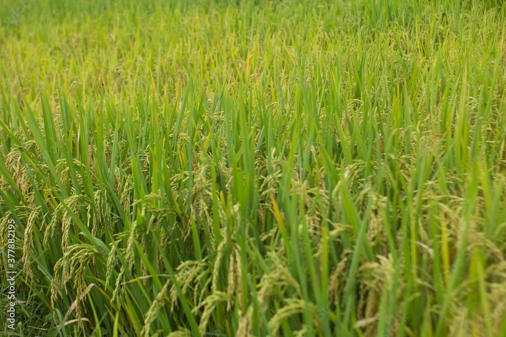 Amazing landscape in Northwest Vietnam. Terraced fields in Ta Xua, Bac Yen, Son La province, Vietnam. At an altitude of 2000m above sea level, this place is also known by the name: Clouds Paradise. Amazing landscape in Northwest Vietnam. Terraced fields in Ta Xua, Bac Yen, Son La province, Vietnam. At an altitude of 2000m above sea level, this place is also known by the name: Clouds Paradise.